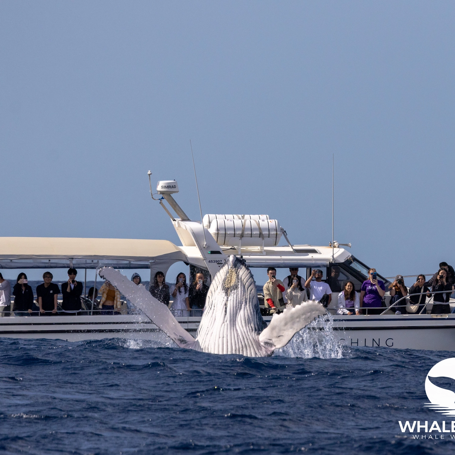 Ocean Whale Watching Experience 15