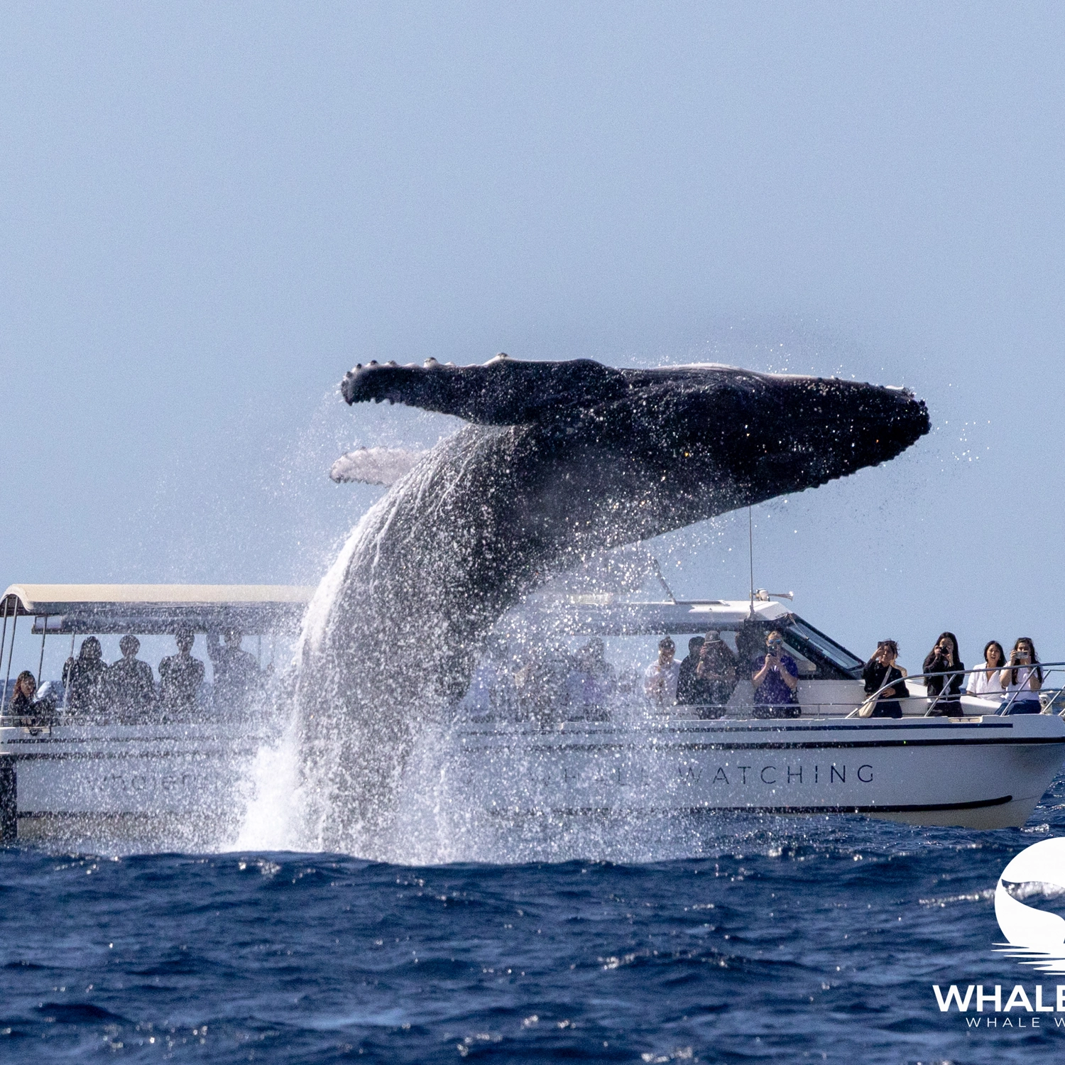 Ocean Whale Watching Experience 13