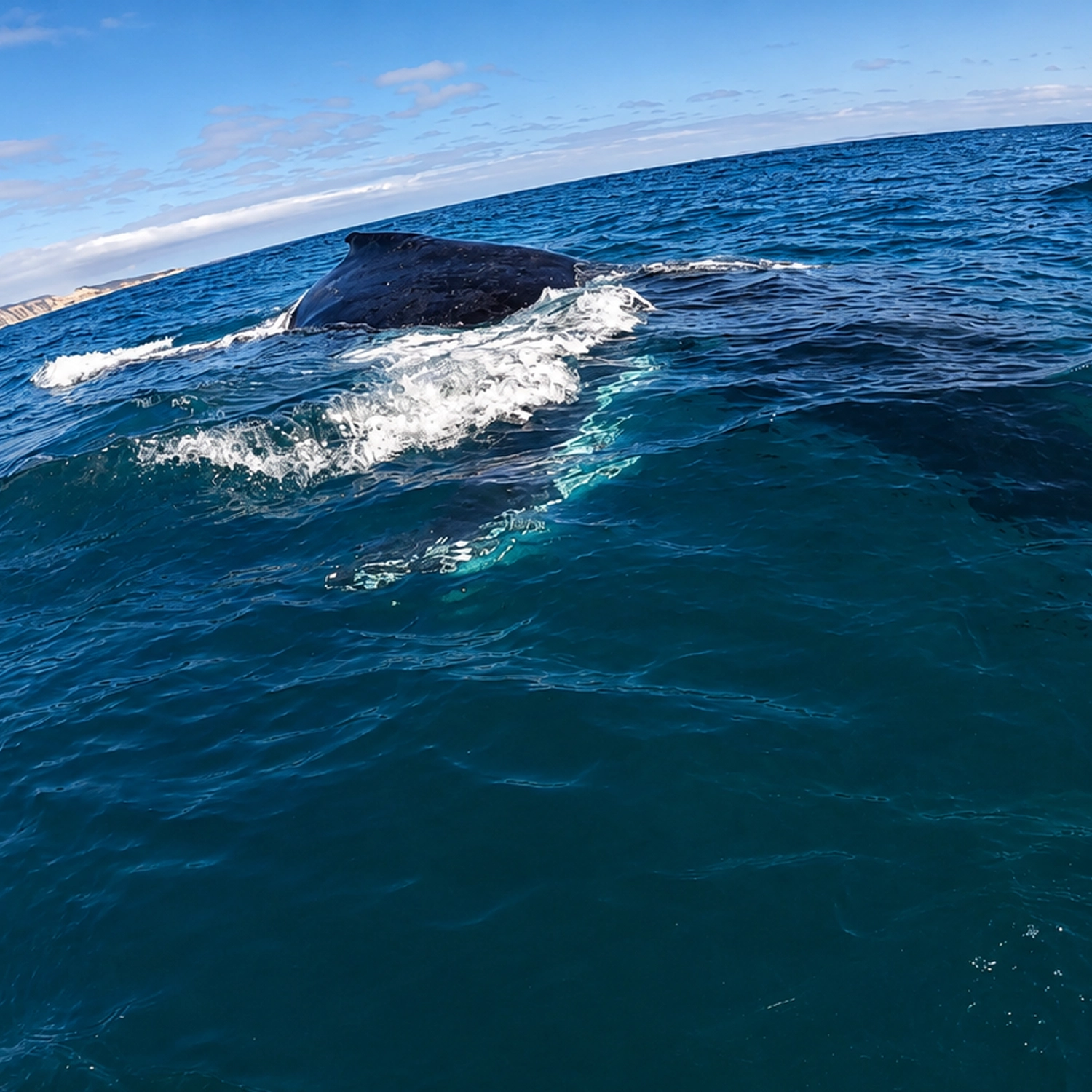 Whale Watching Ocean Kayak + 4x4 Beach Drive Adventure 4