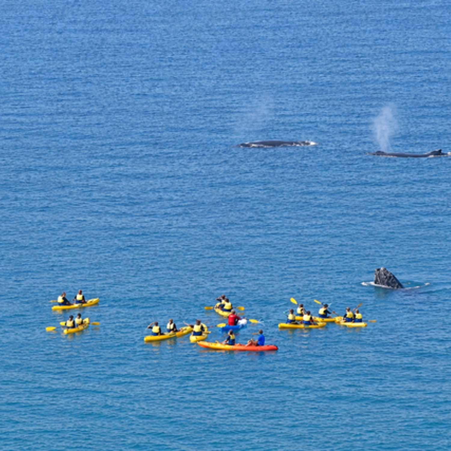Whale Watching Ocean Kayak + 4x4 Beach Drive Adventure