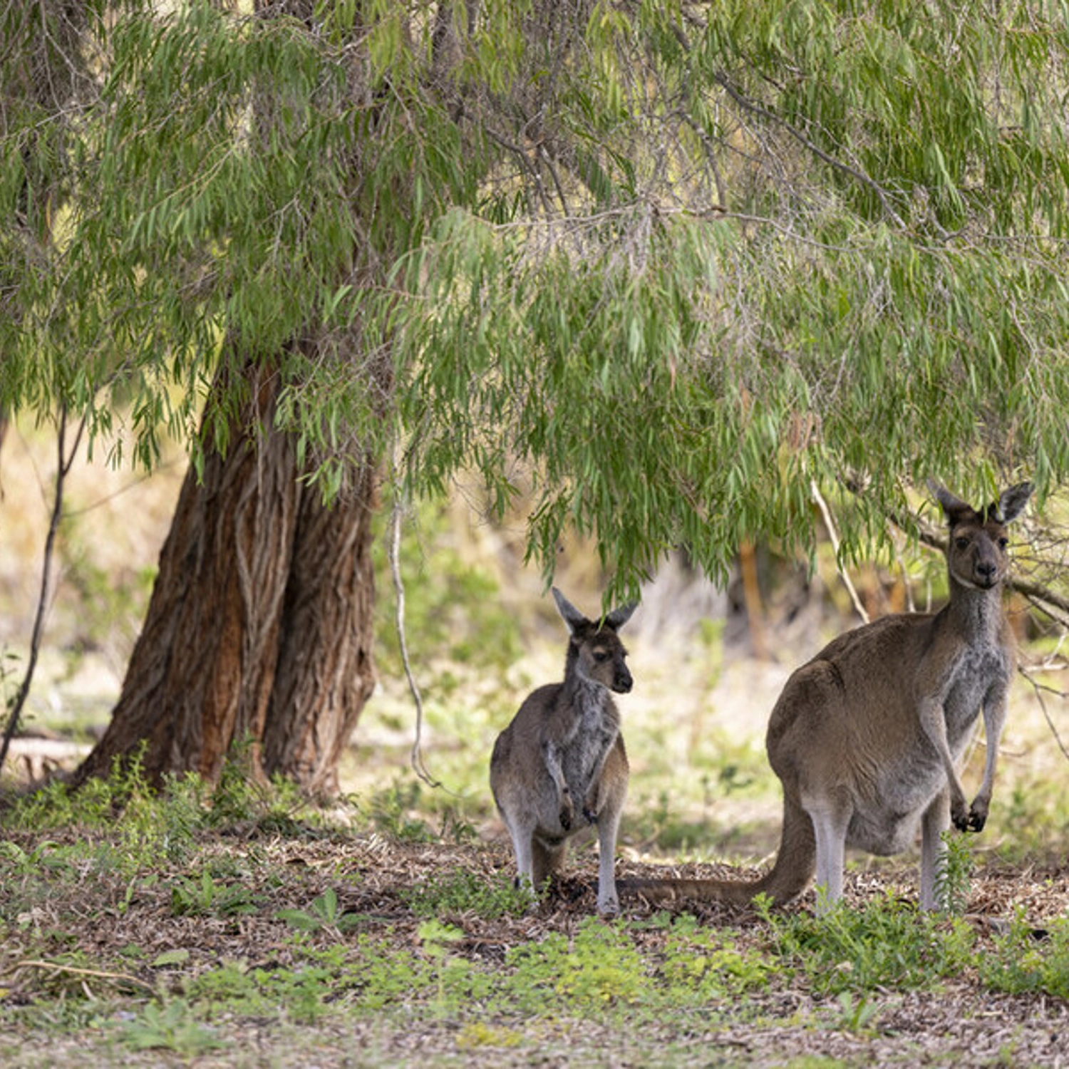 Pinnacles Desert Lobster & Yanchep Tour 9