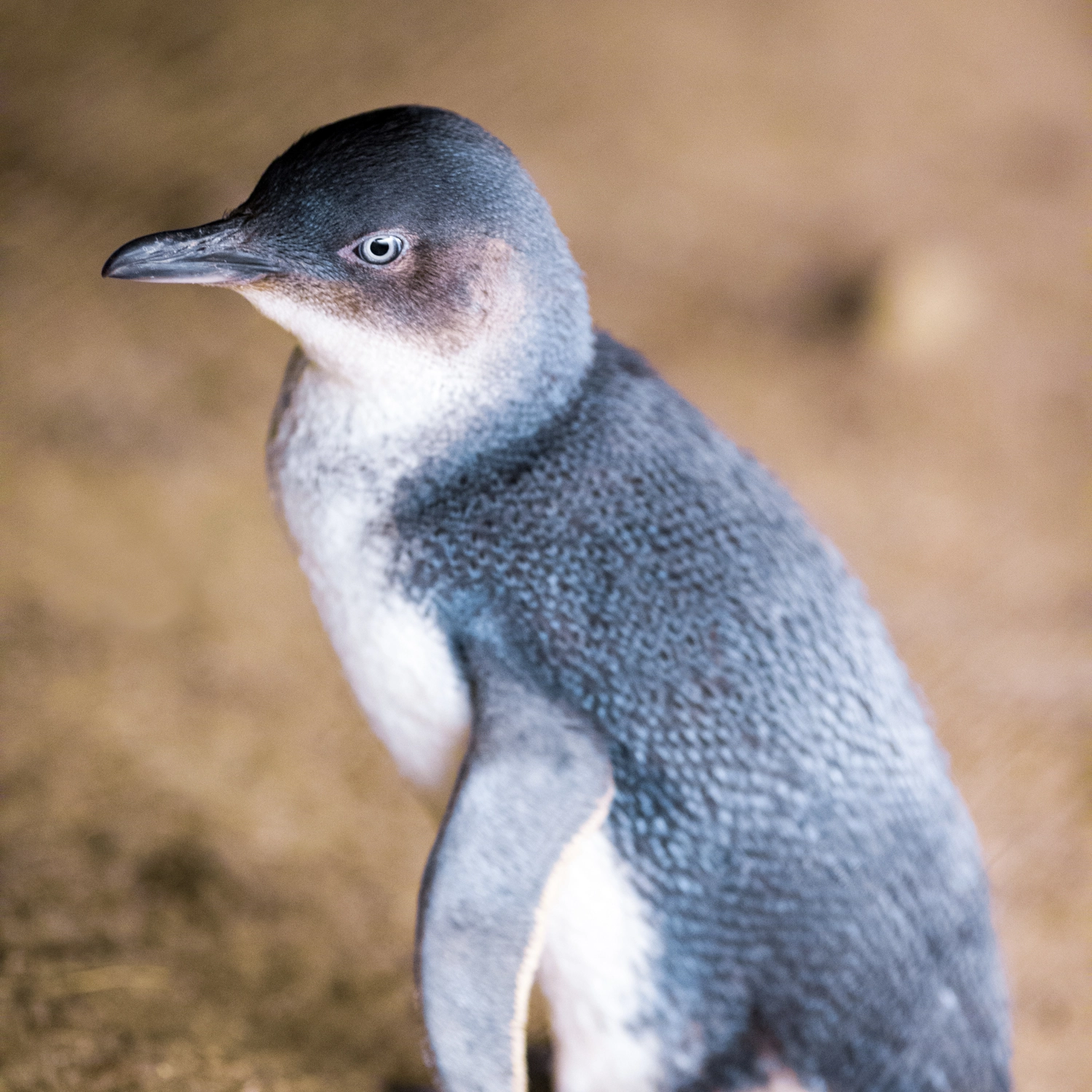 Phillip Island + Penguins Plus Viewing Platform 2