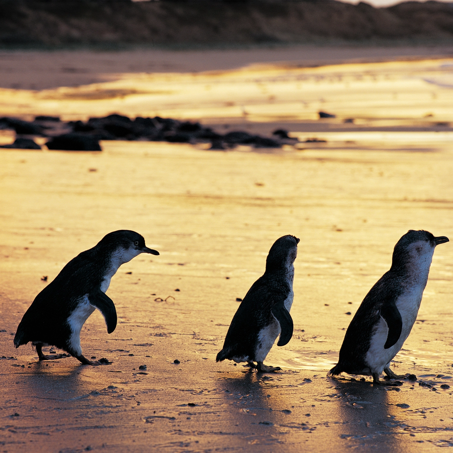 Phillip Island + Penguins Plus Viewing Platform 4