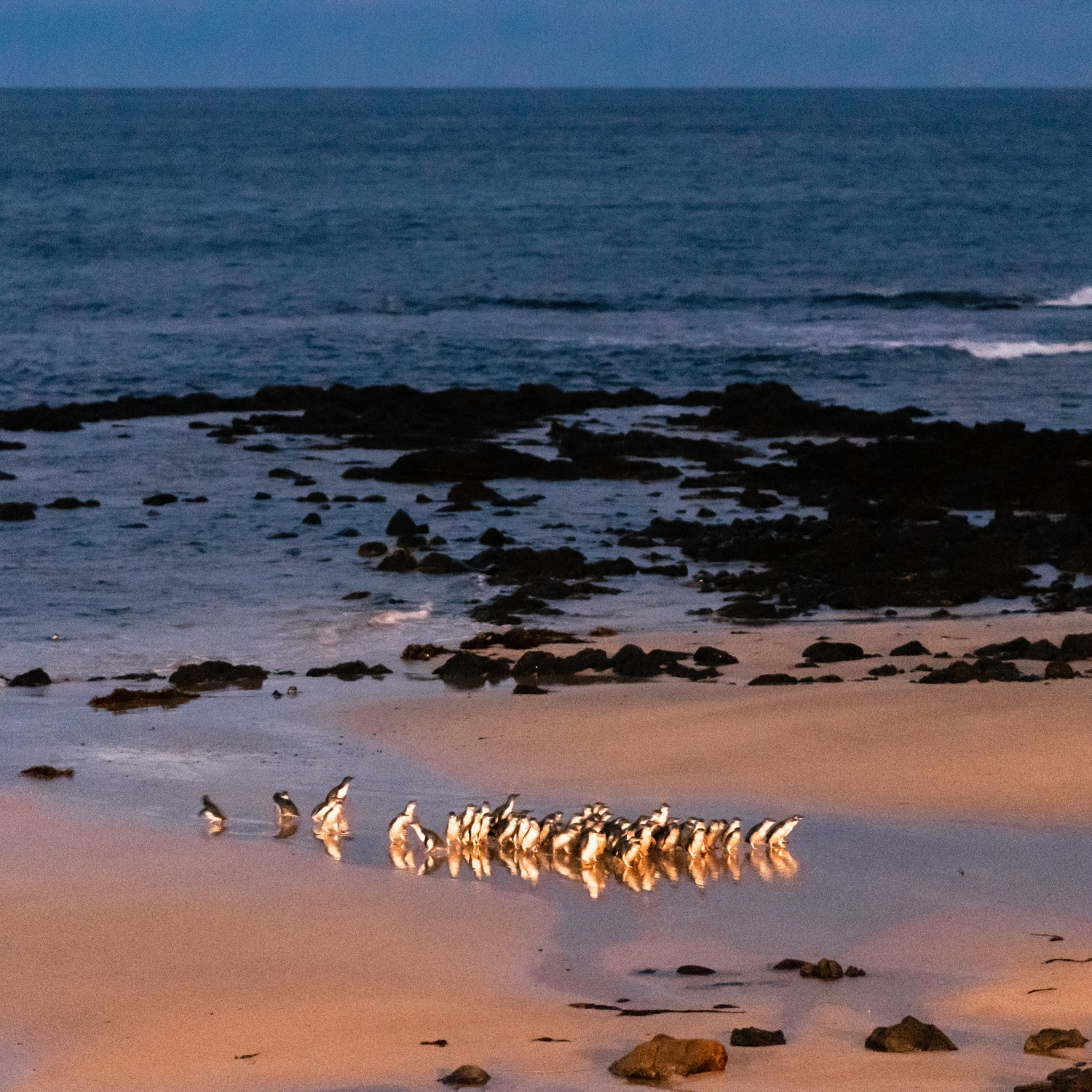 Phillip Island + Penguins Plus Viewing Platform 3