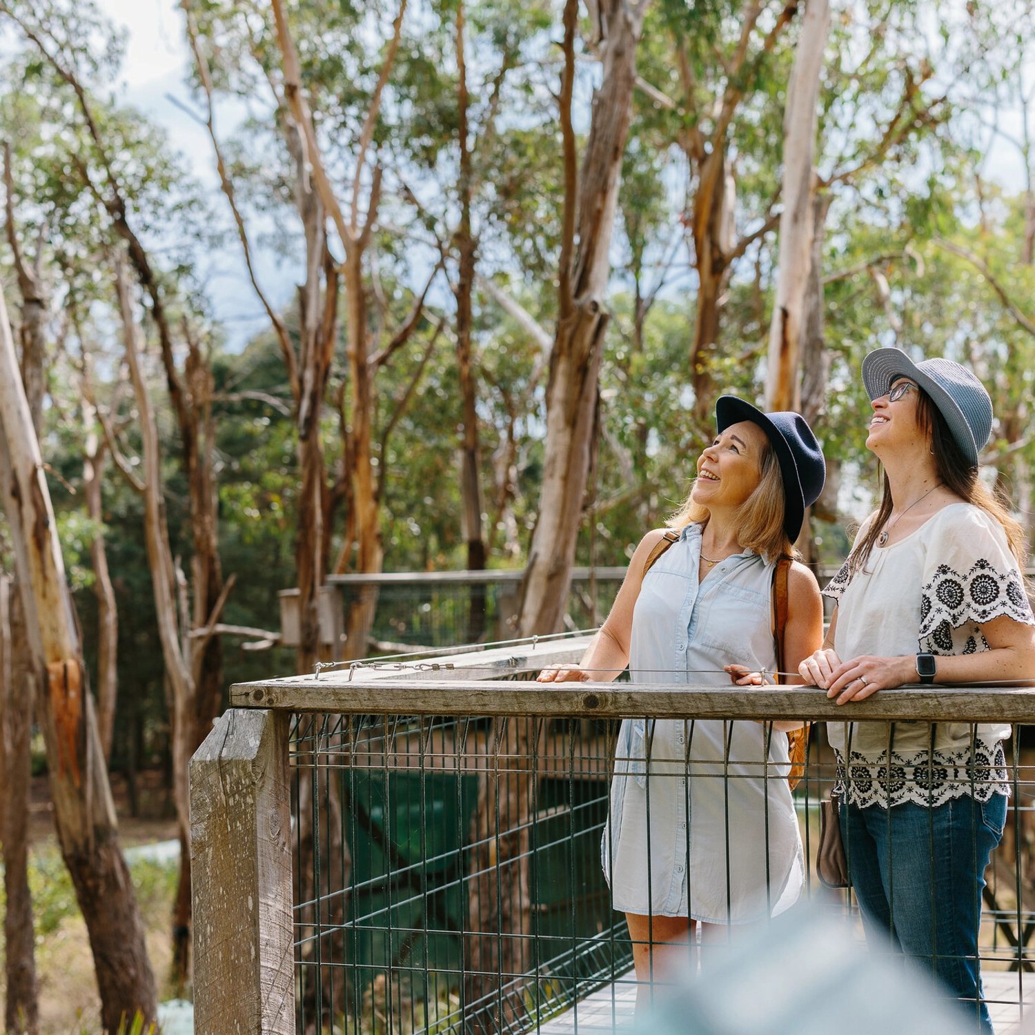 Phillip Island + Penguins Plus Viewing Platform 9