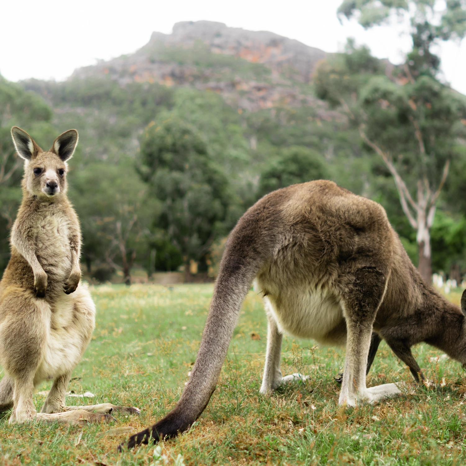 3 Day Melbourne to Adelaide (Basix) 2