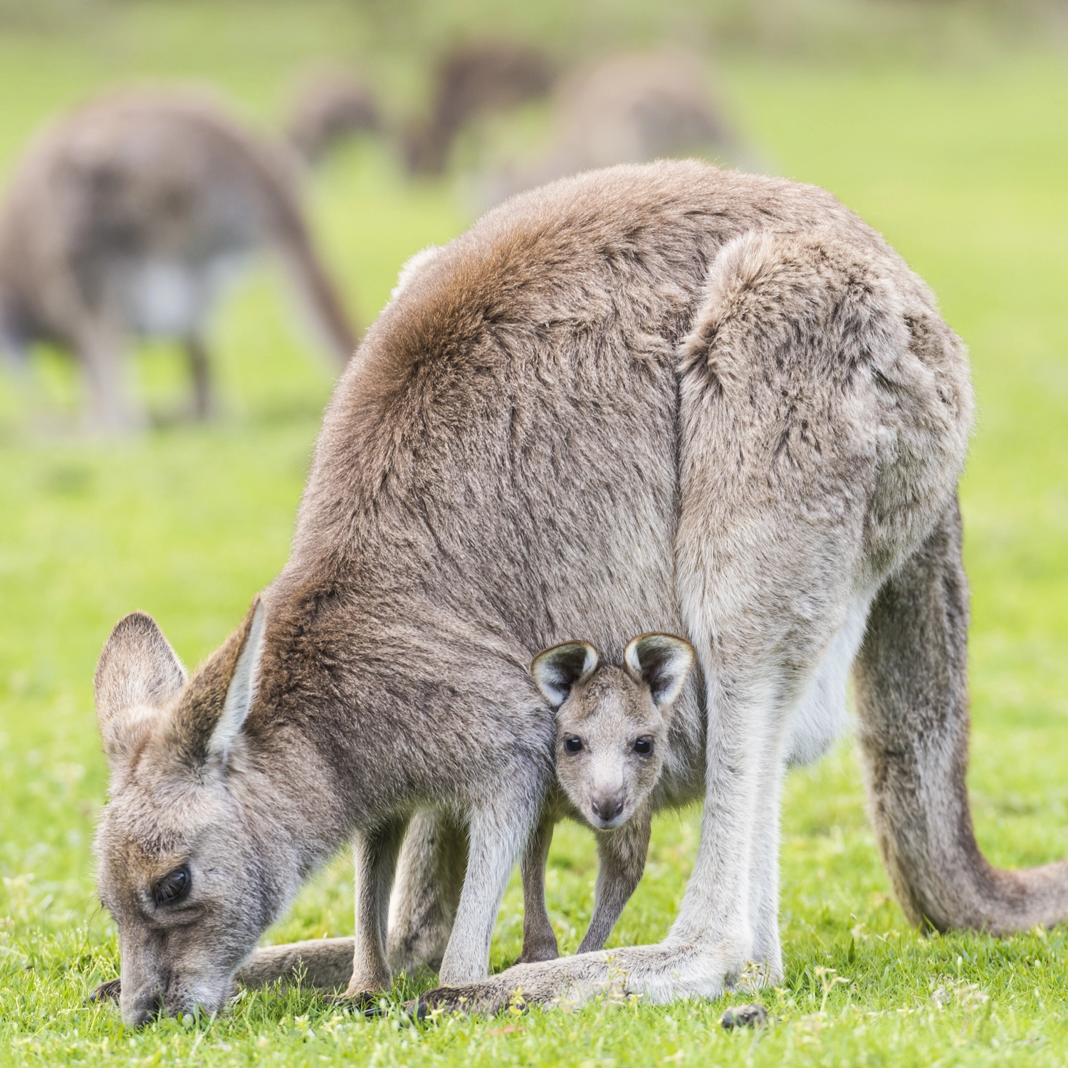 3 Day Adelaide to Melbourne (Basix) 3