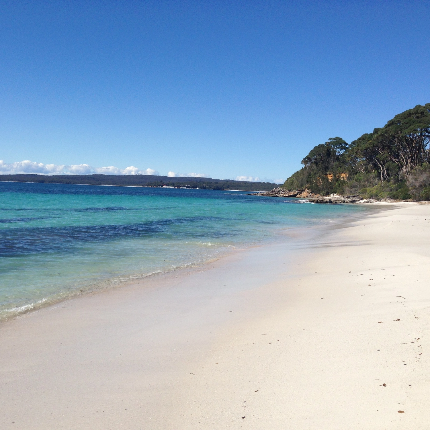 Jervis Bay Beach & Koalas Day Trip 9