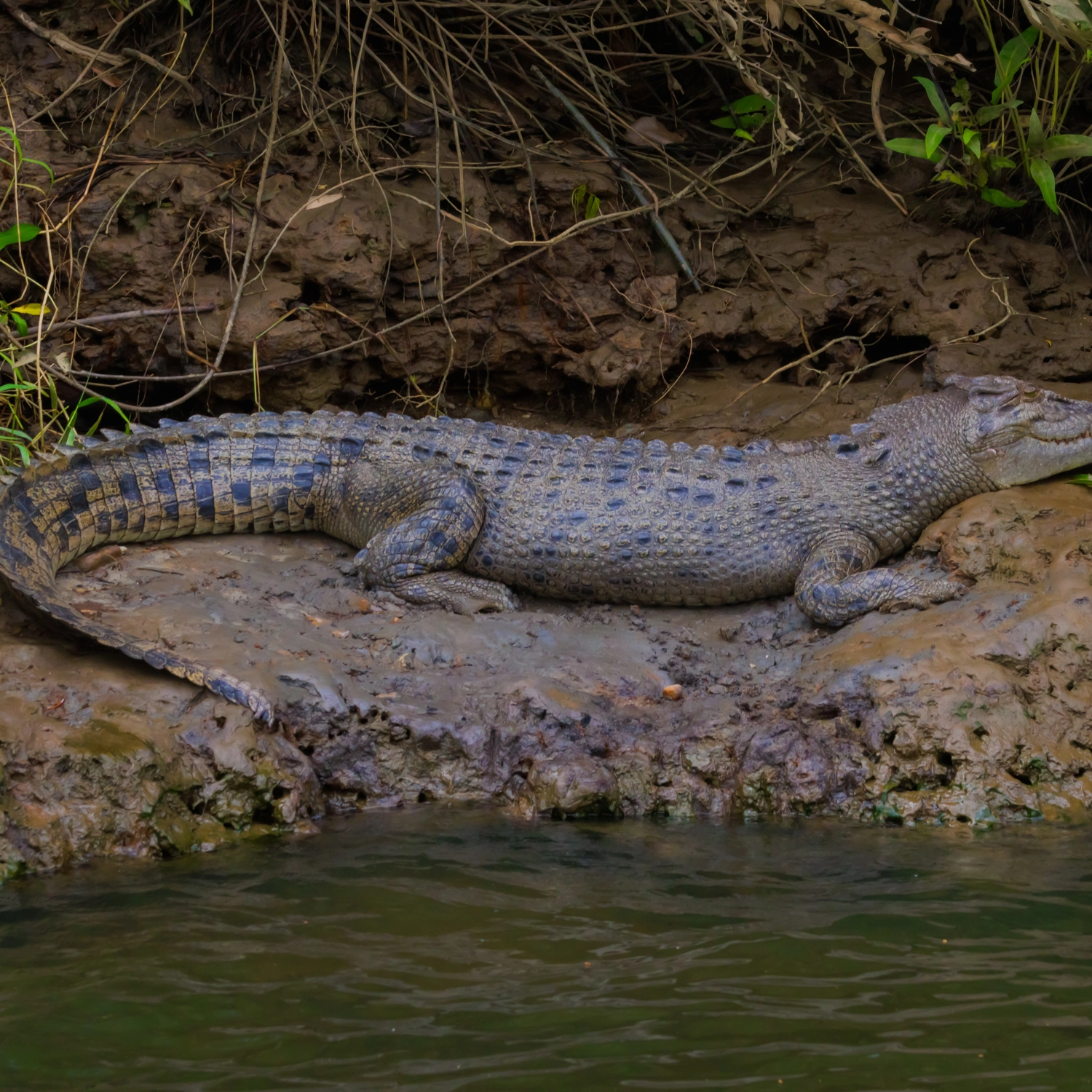 Daintree Rainforest Day Tour 3