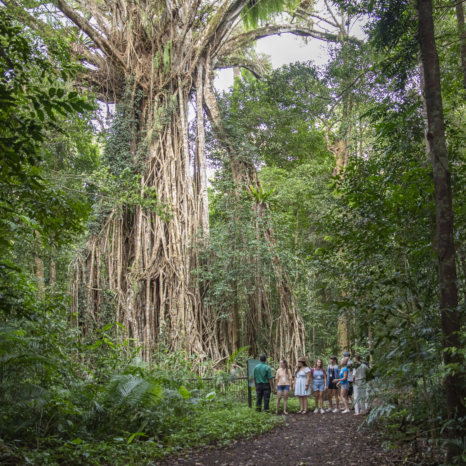 Waterfall Tours (Departs Cairns) 6