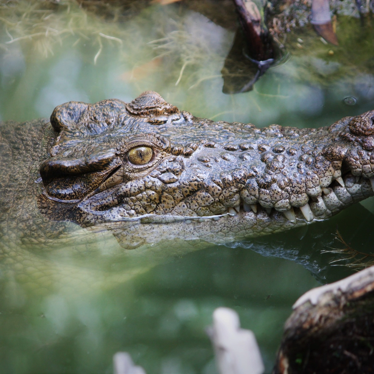 Daintree Discover: Rainforest, Reef & Ziplining (2 Day) 5