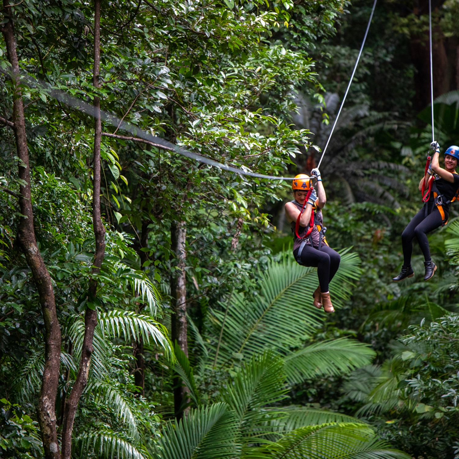 Daintree Discover: Rainforest, Reef & Ziplining (2 Day)