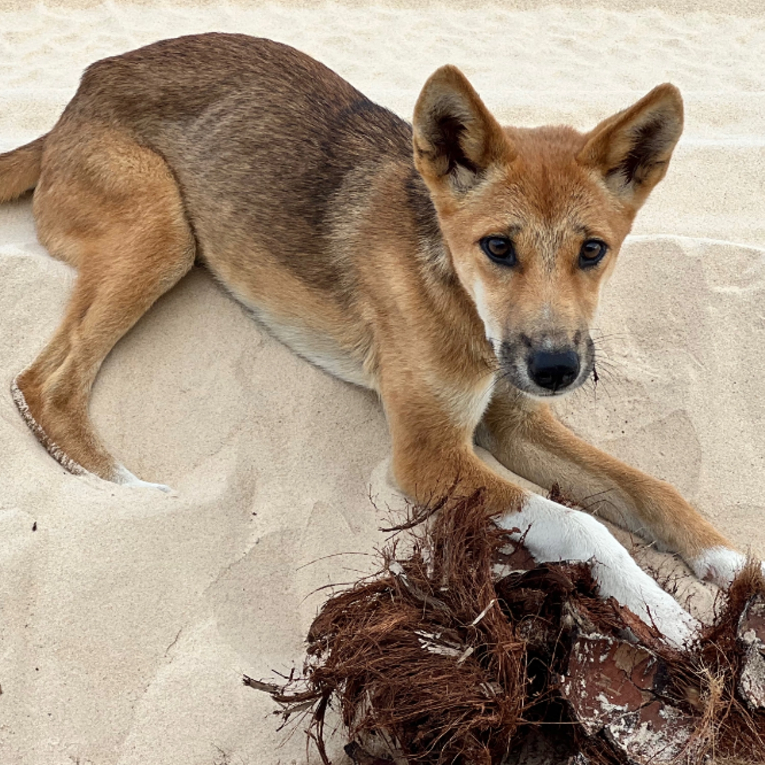 K'gari 2 Day Tour — Noosa to Noosa 10