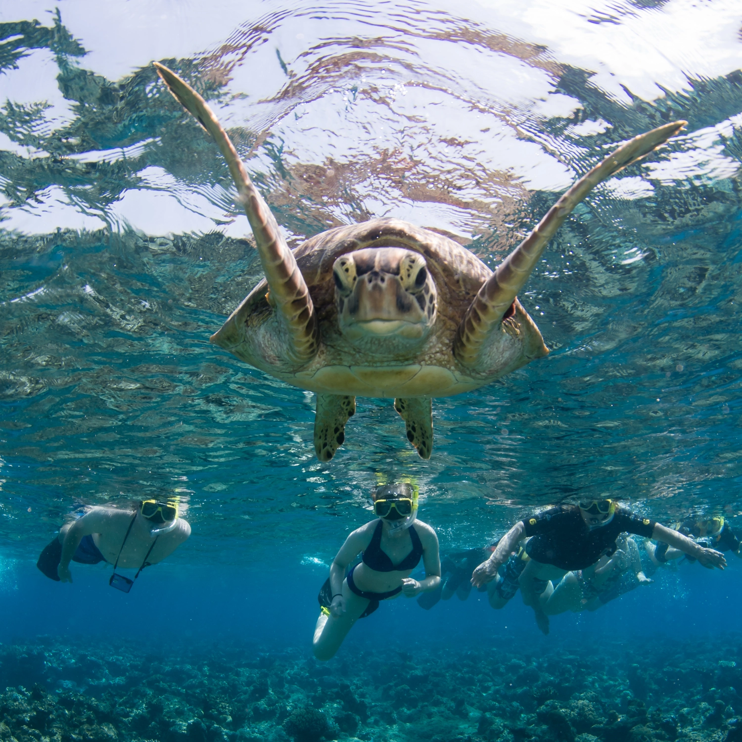 Full Day Outer Reef + 2 Certified Dives 5