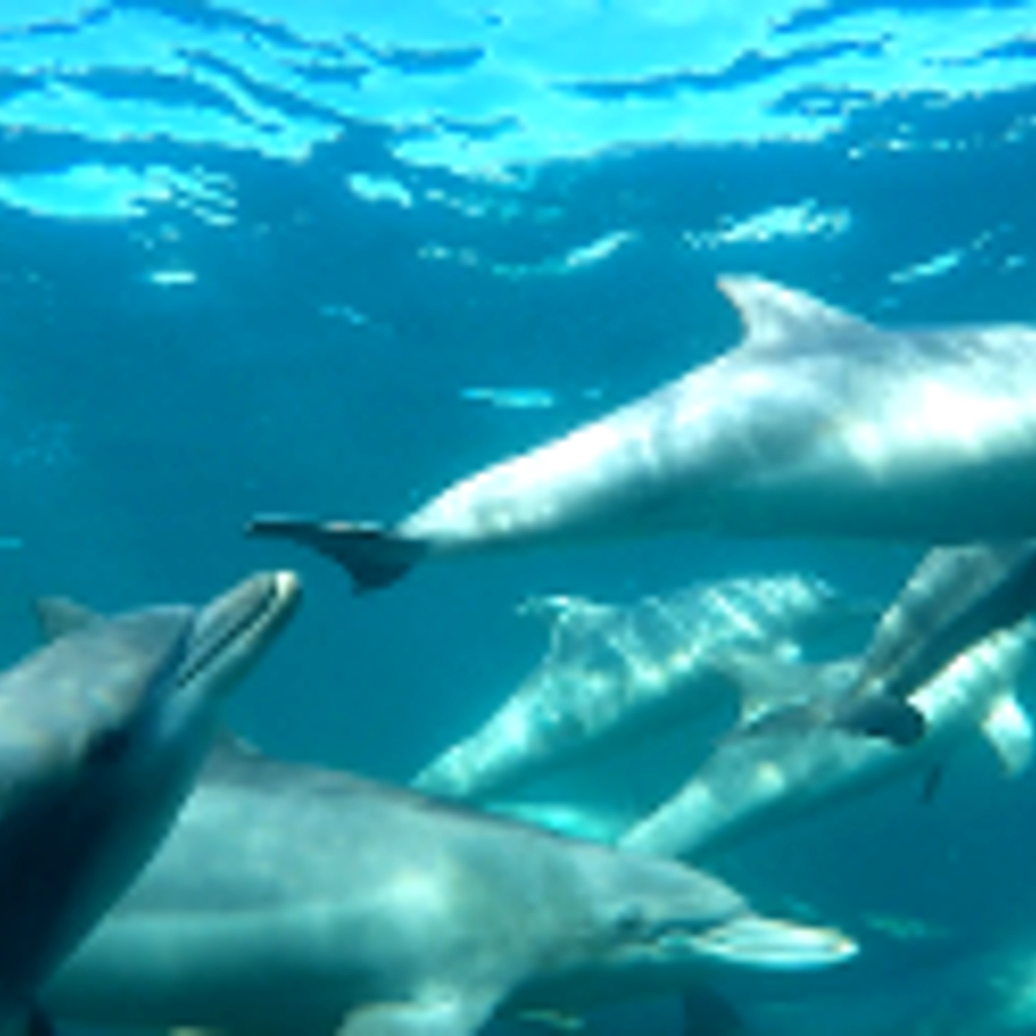 Swim with Wild Dolphins 3