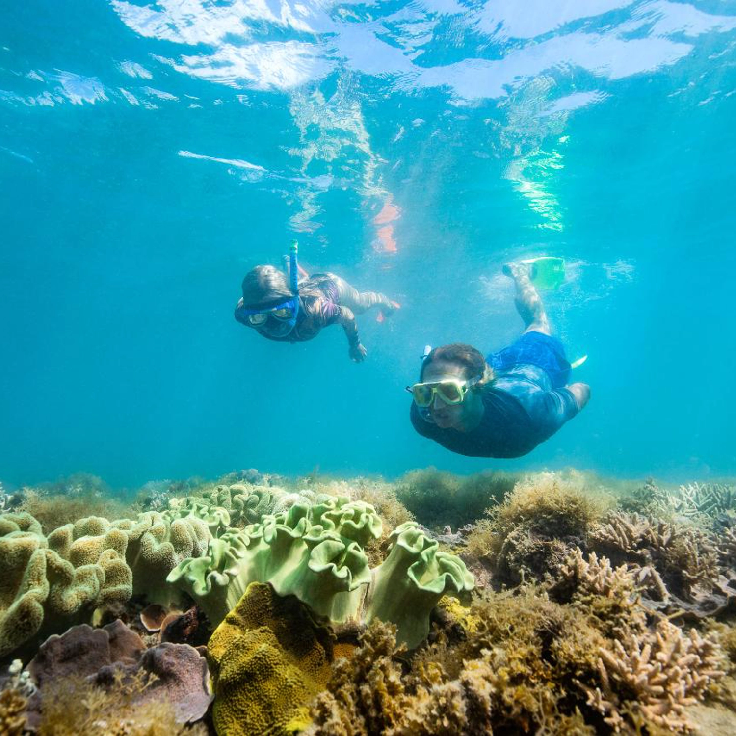 Half Day Splash: Morning — Reef & Snorkel 6