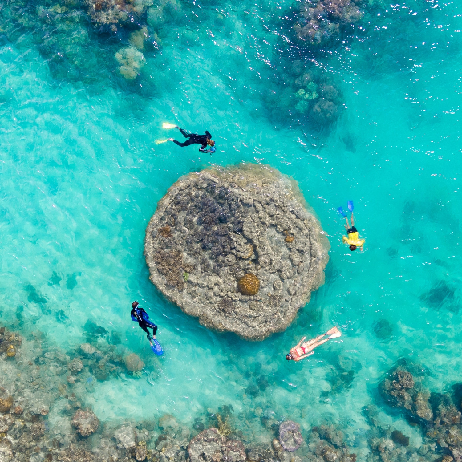 Half Day Splash: Afternoon — Reef & Snorkel 6
