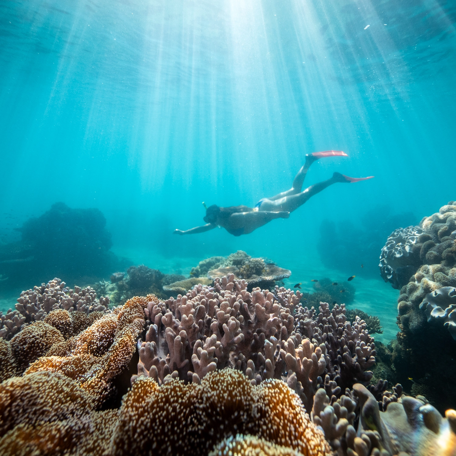 Full Day Eco Adventure: Ride, Beach, Snorkel & Bushwalk 9