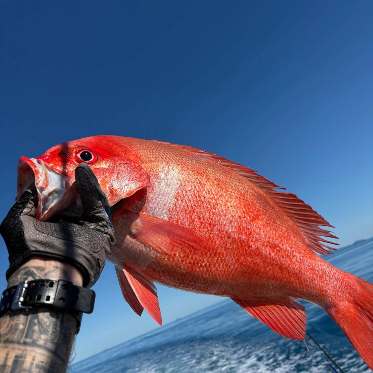 Half Day Fishing Tour: Morning