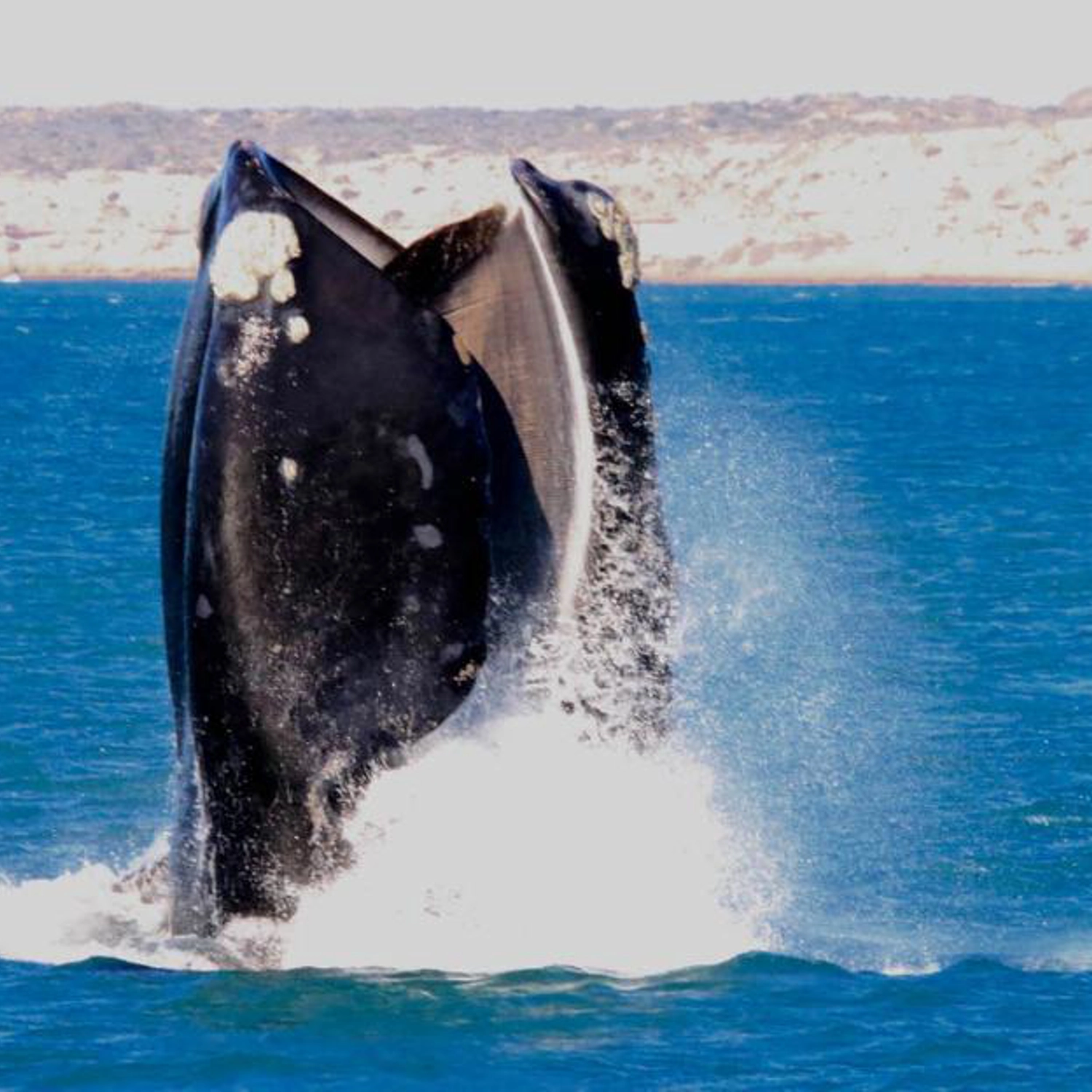 Whale Watching Tour (Double/Twin Room) 2
