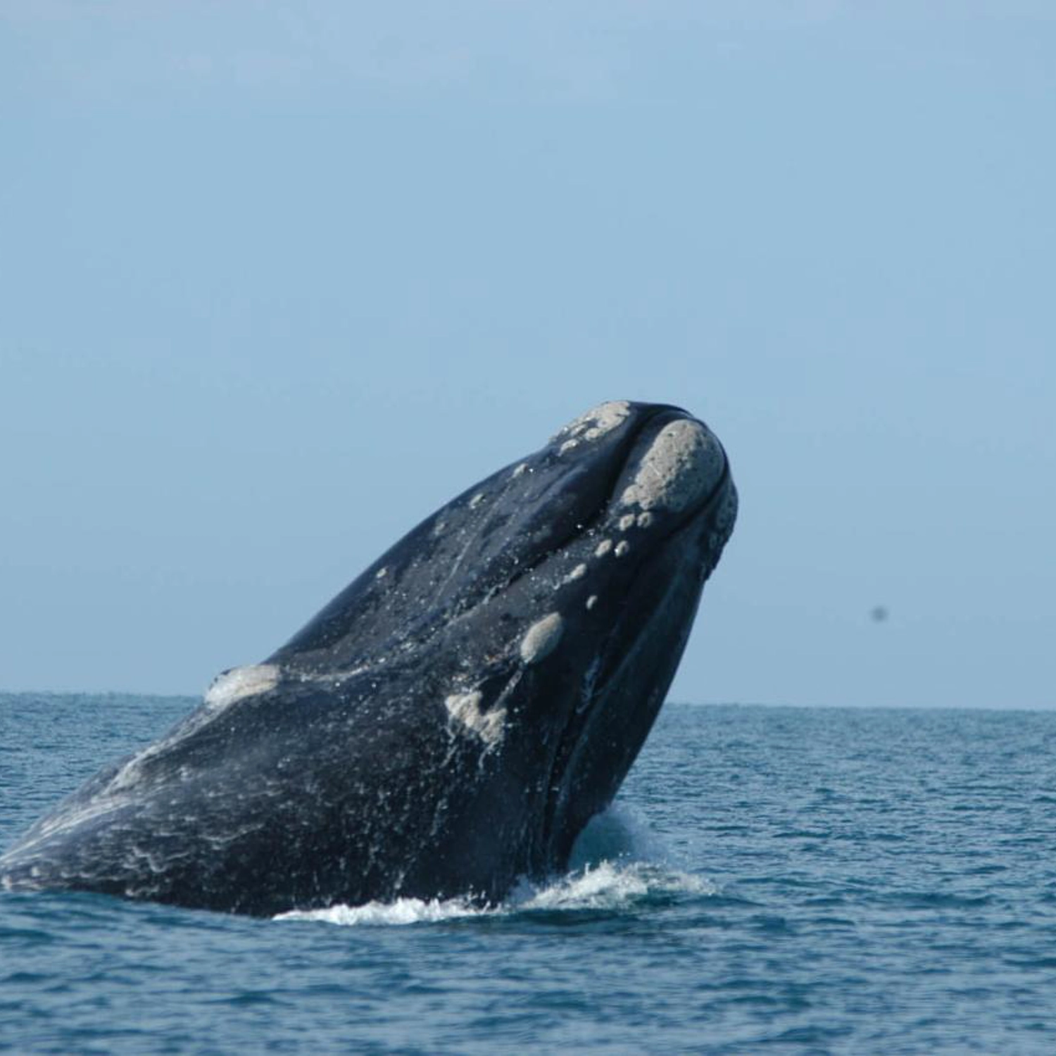 Whale Watching Tour (Double/Twin Room)