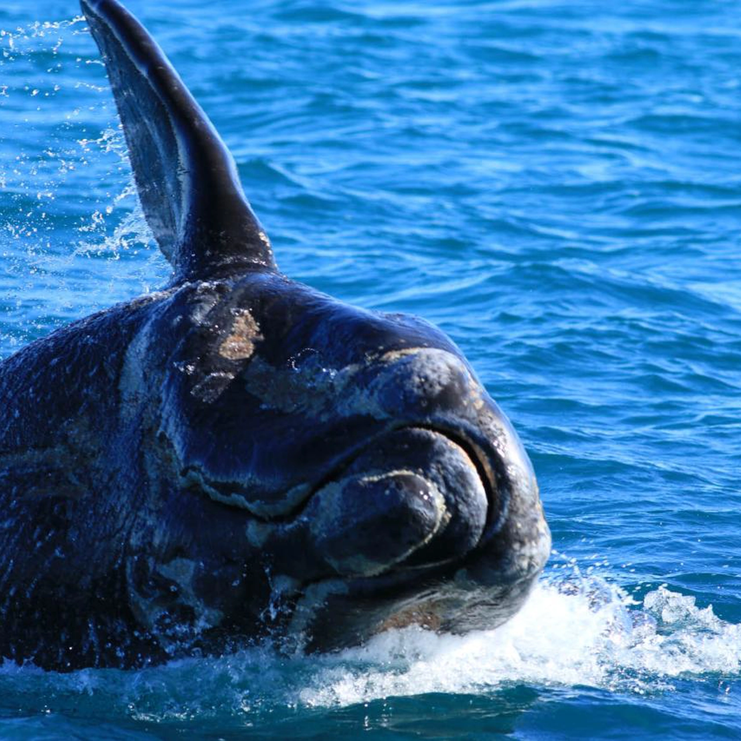 Whale Watching Tour (Double/Twin Room) 5