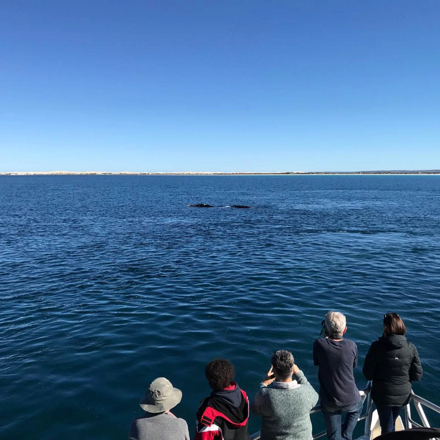 Whale Watching Tour (Double/Twin Room) 8