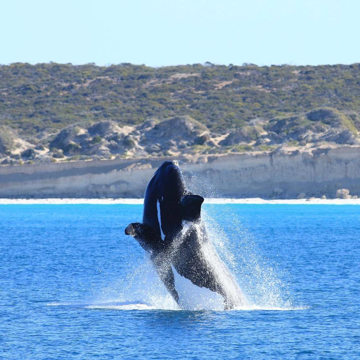 Whale Watching Tour (Double/Twin Room) 3