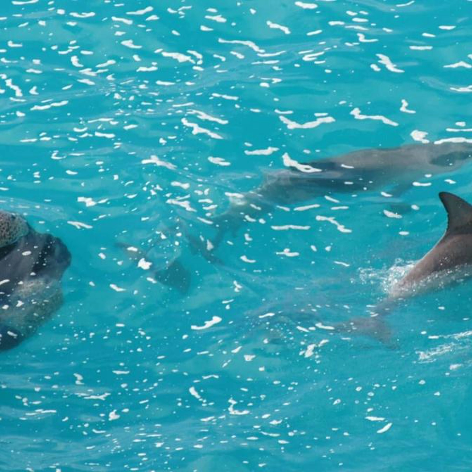 Whale Watching Tour (Double/Twin Room) 10
