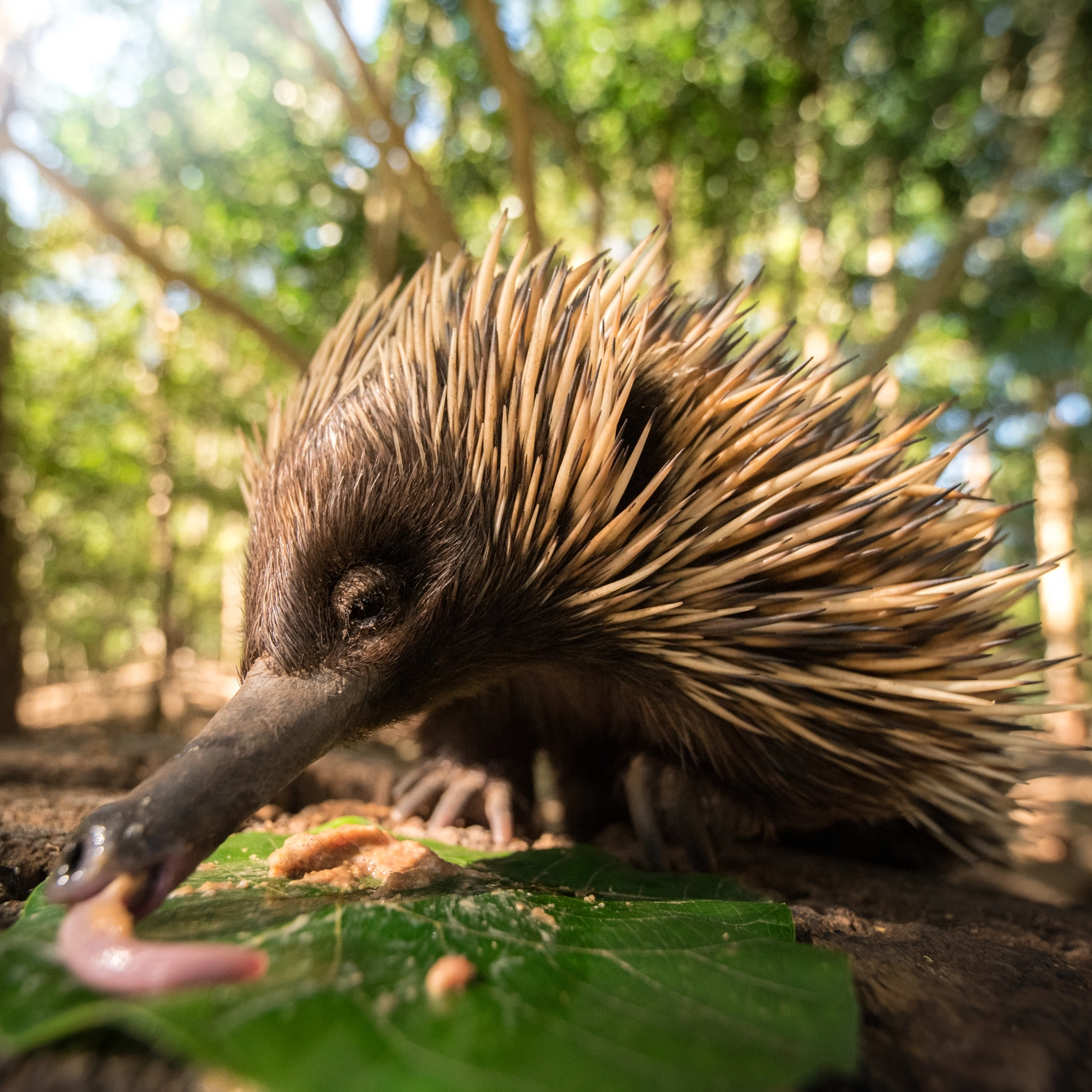 Australia Zoo Day Tour from Gold Coast 3