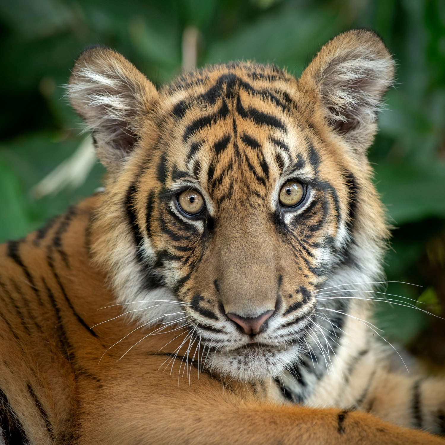 Australia Zoo Day Tour from Gold Coast 5