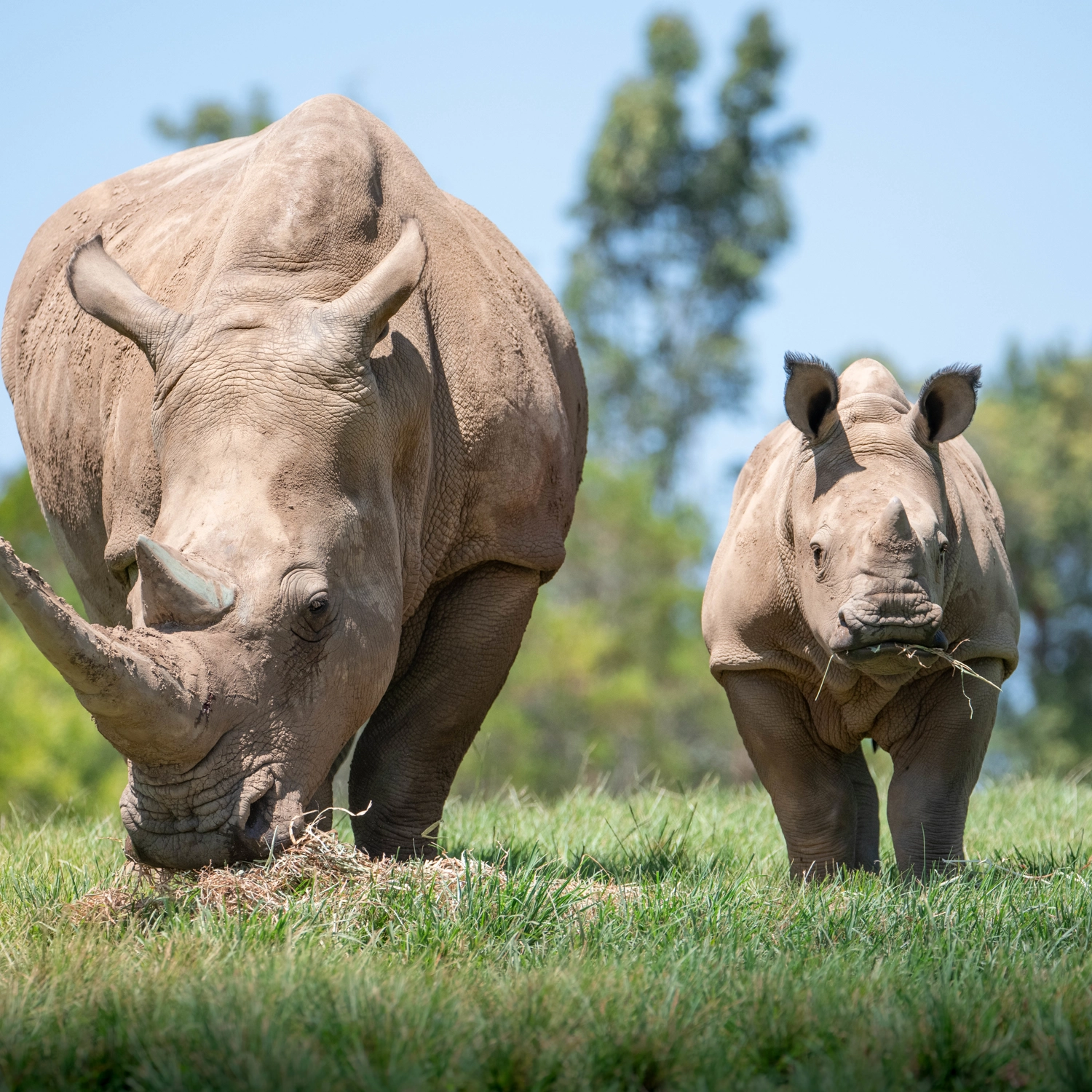 Croc Skip n Hop: Brisbane to Sunshine Coast via Australia Zoo 3