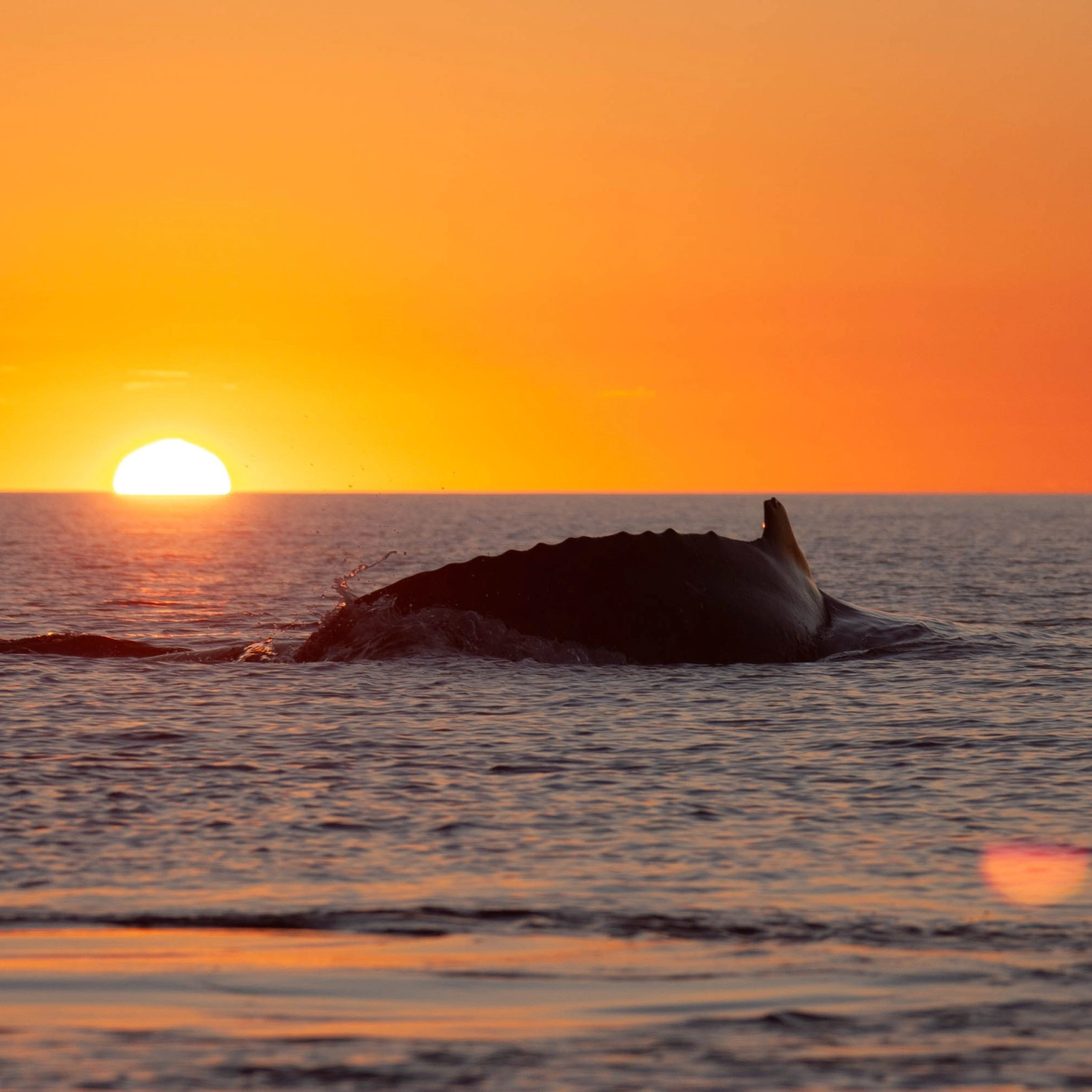 Hervey Bay Sunset Whale Watch 5