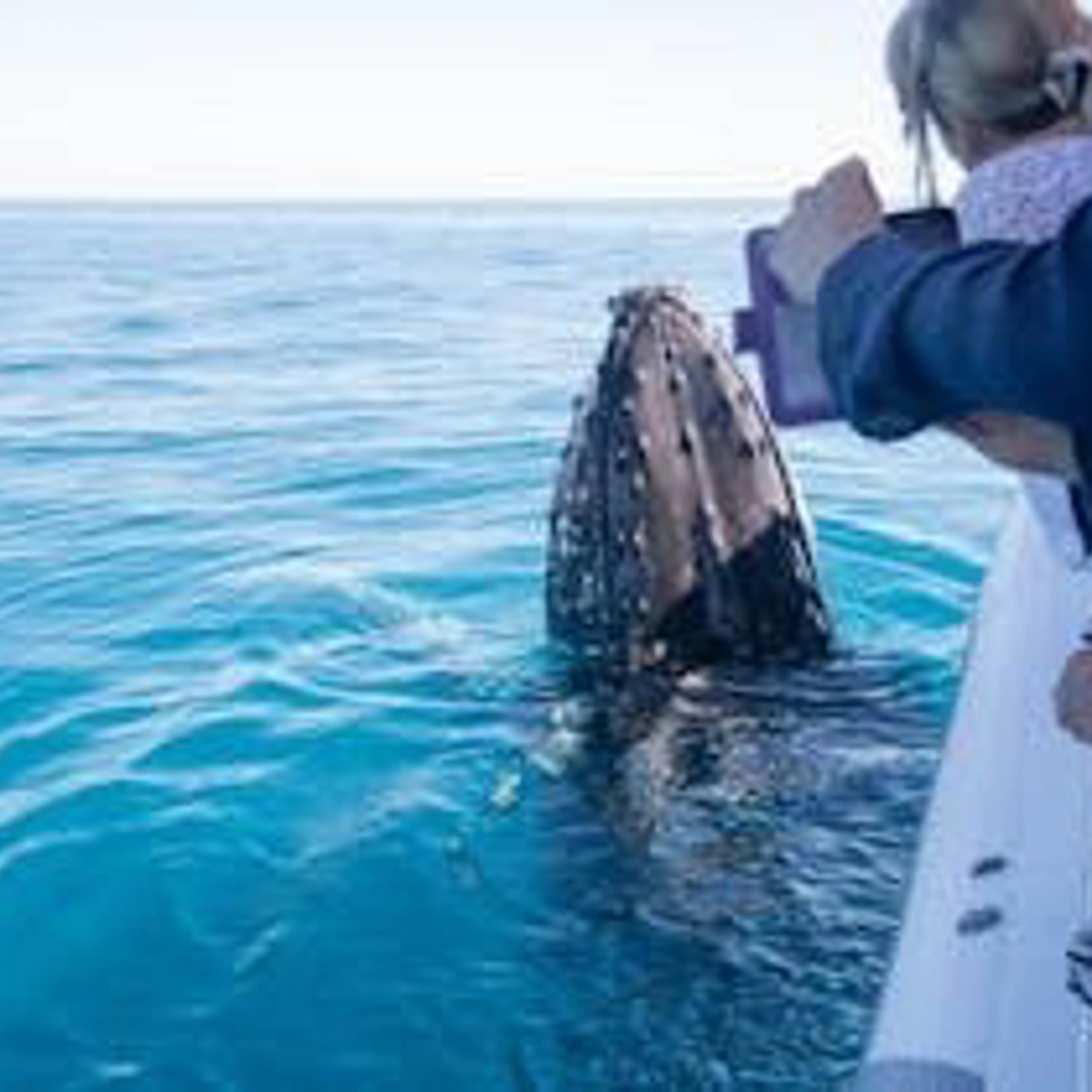 Hervey Bay Sunset Whale Watch 2