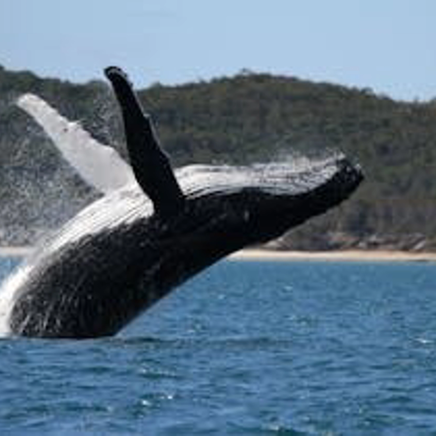Hervey Bay Sunset Whale Watch 4