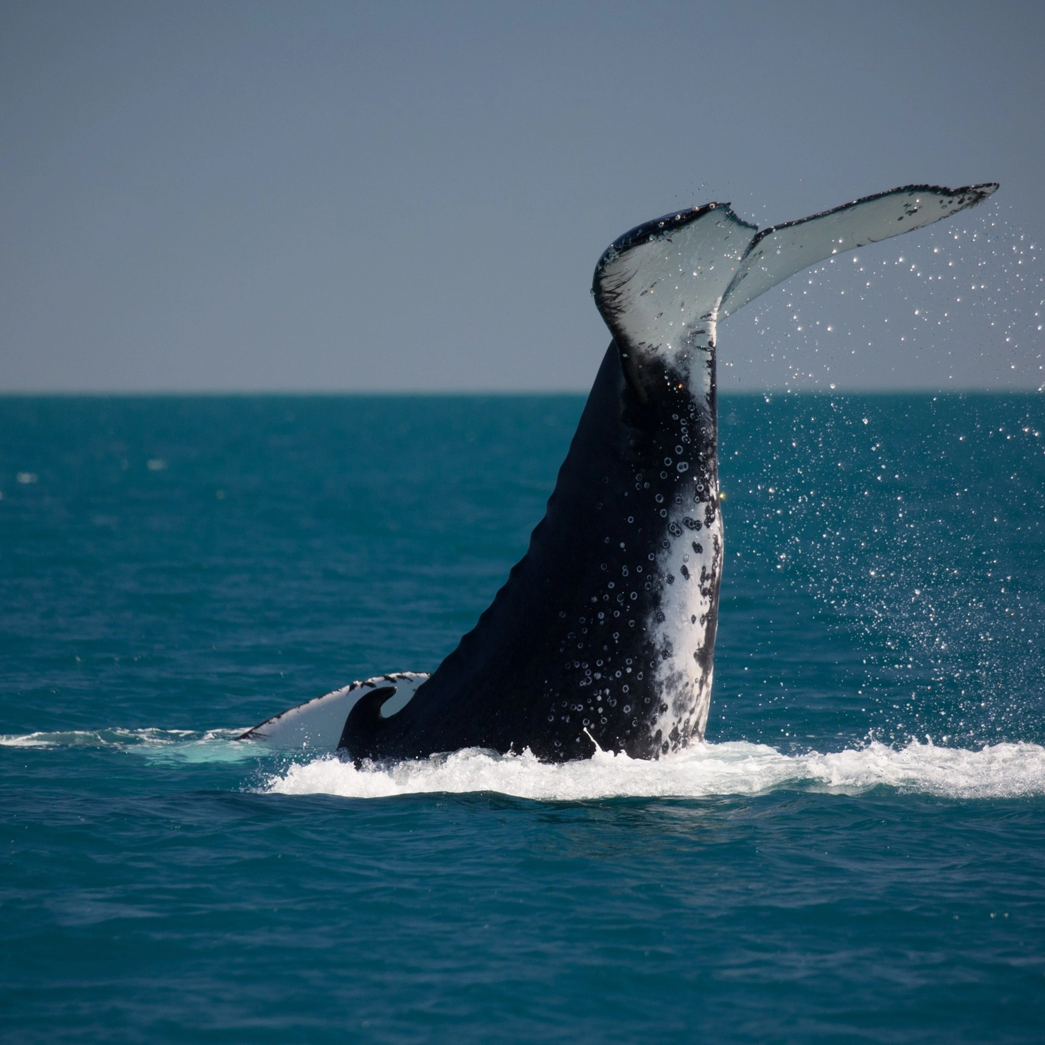 Hervey Bay Sunset Whale Watch 3