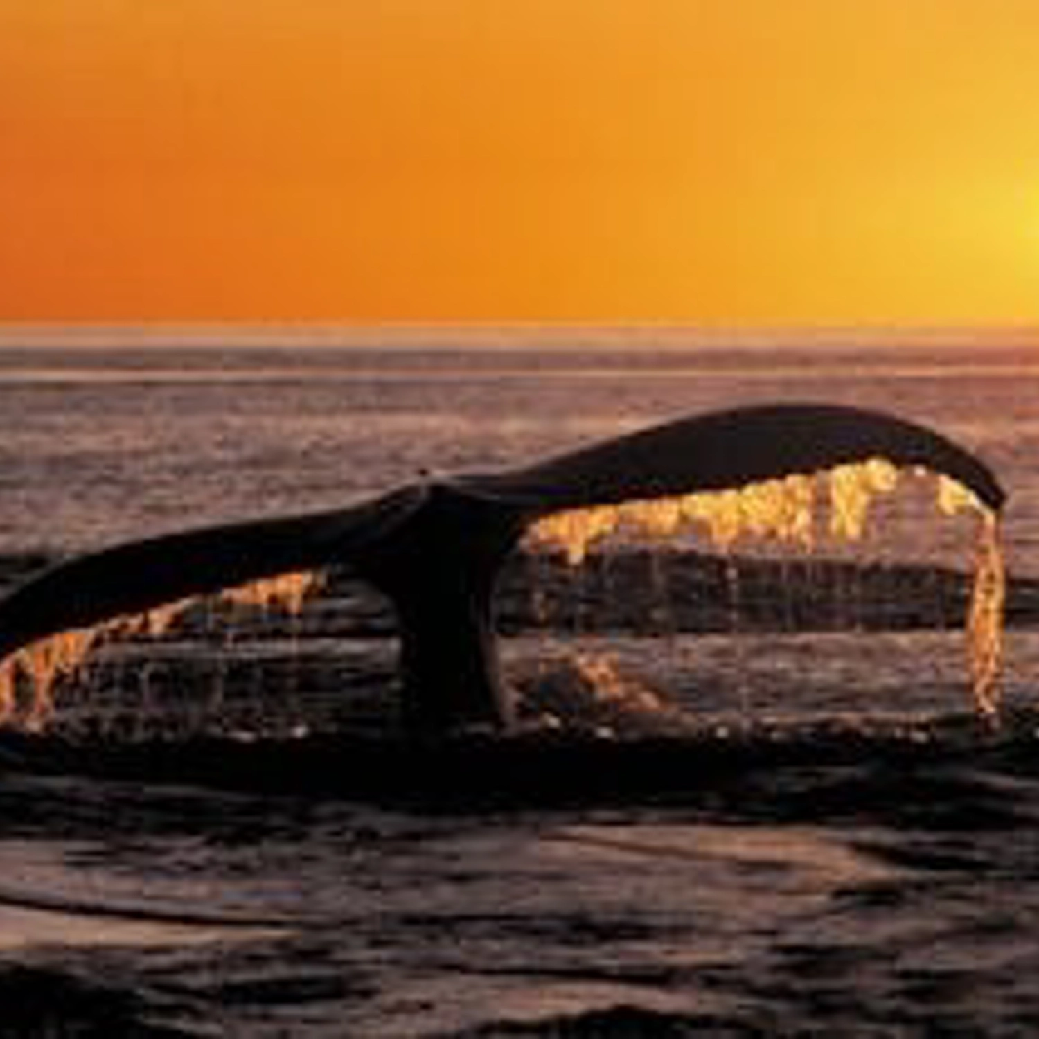 Hervey Bay Sunset Whale Watch