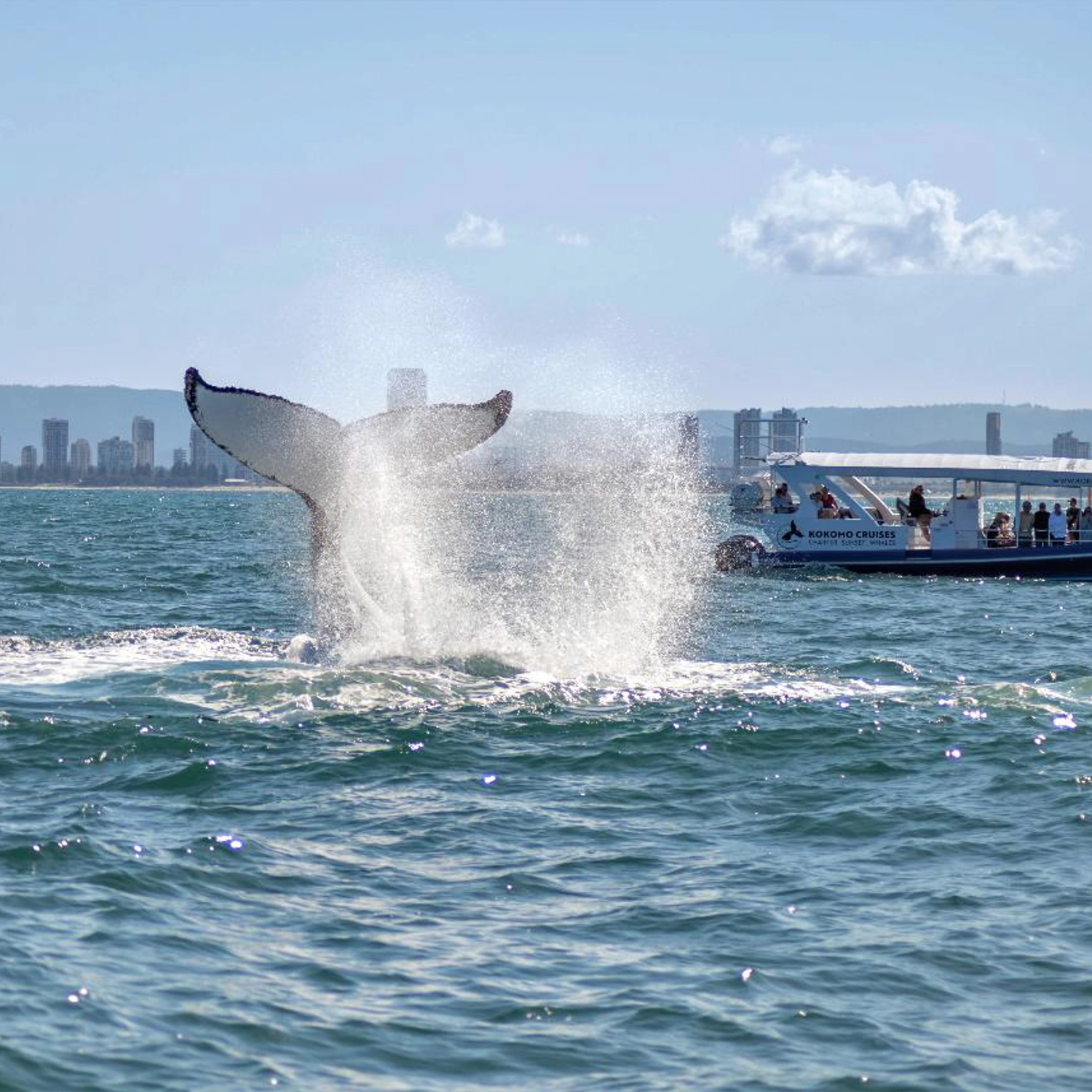 Whale Watching Cruise 10
