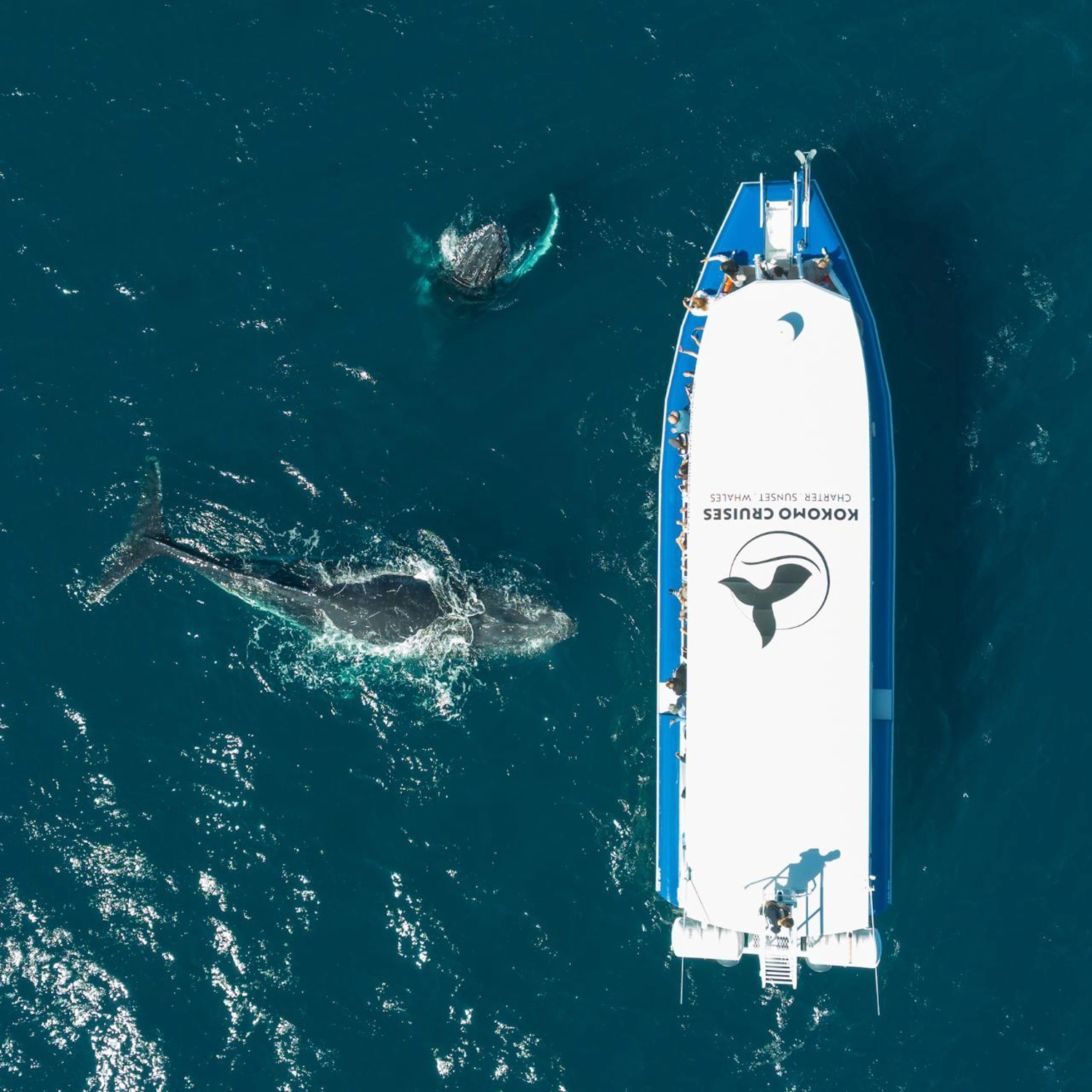 Whale Watching Cruise 2