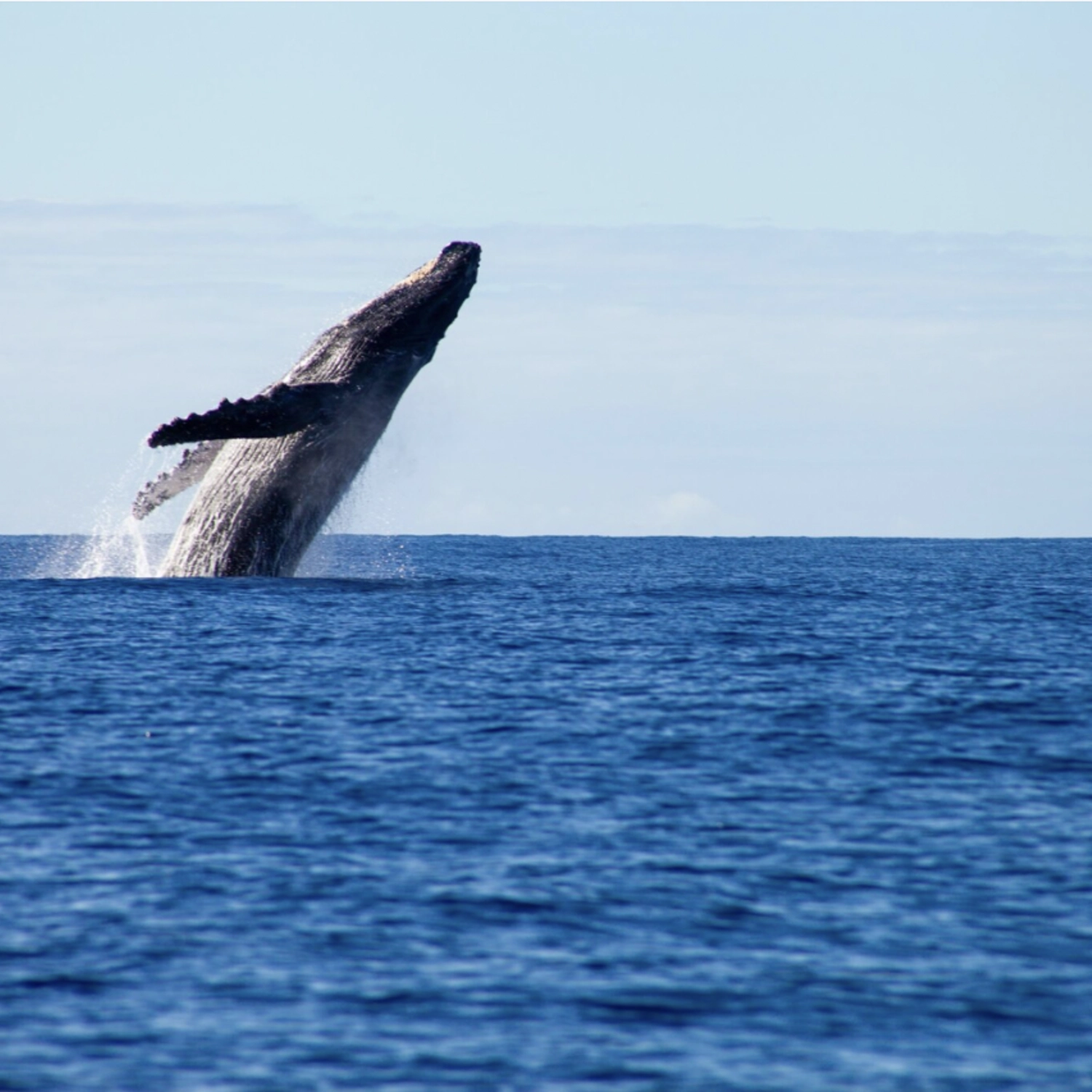 Whale Watching Cruise 7