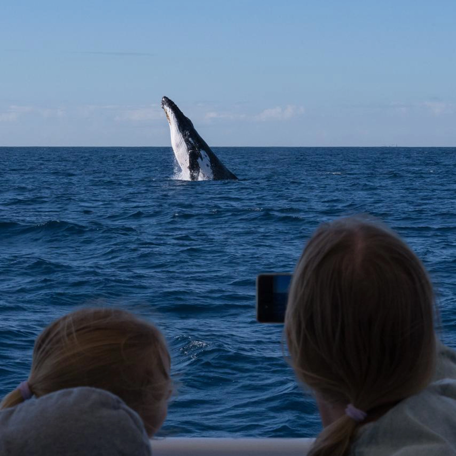 Whale Watching Cruise 3