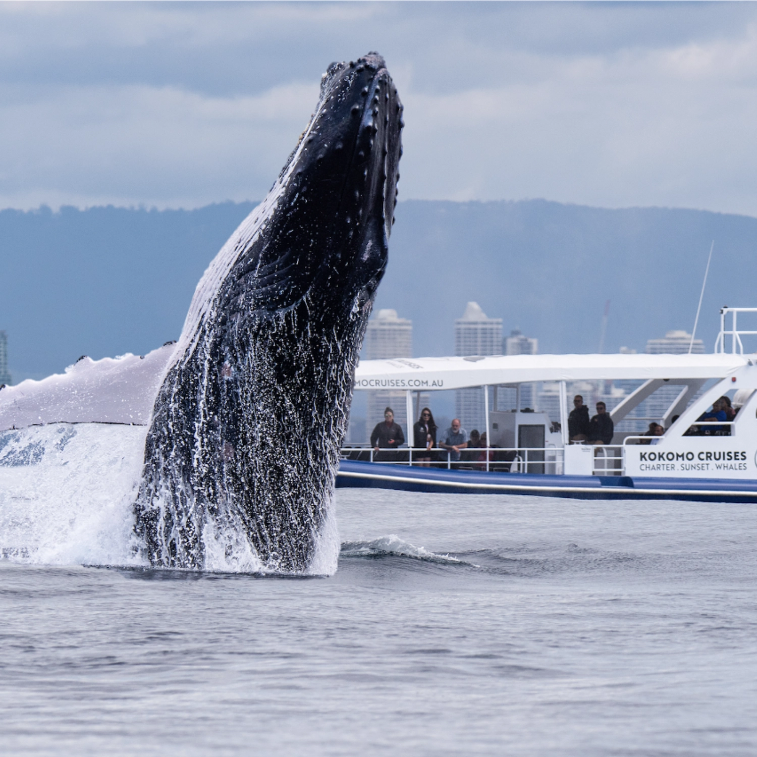 Whale Watching Cruise 8