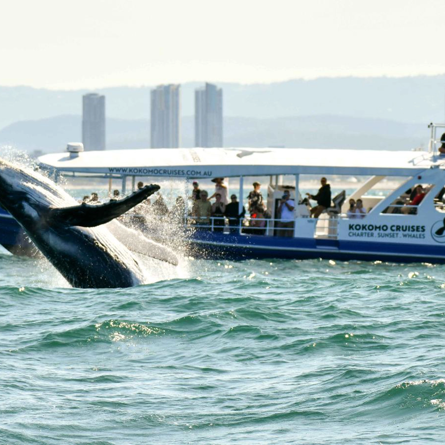 Whale Watching Cruise 4