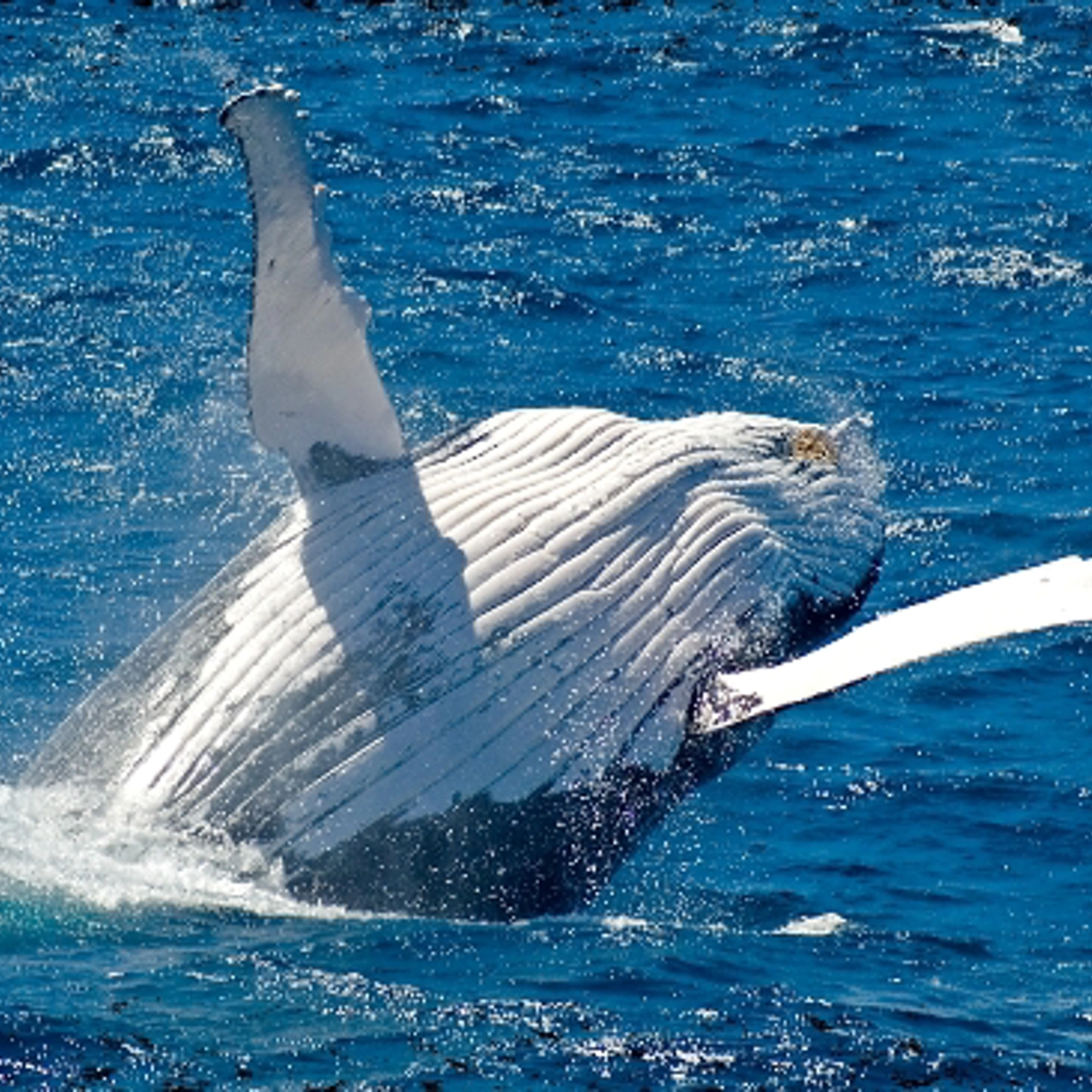Tangalooma Island Resort - Whale Watching Day Cruise 2