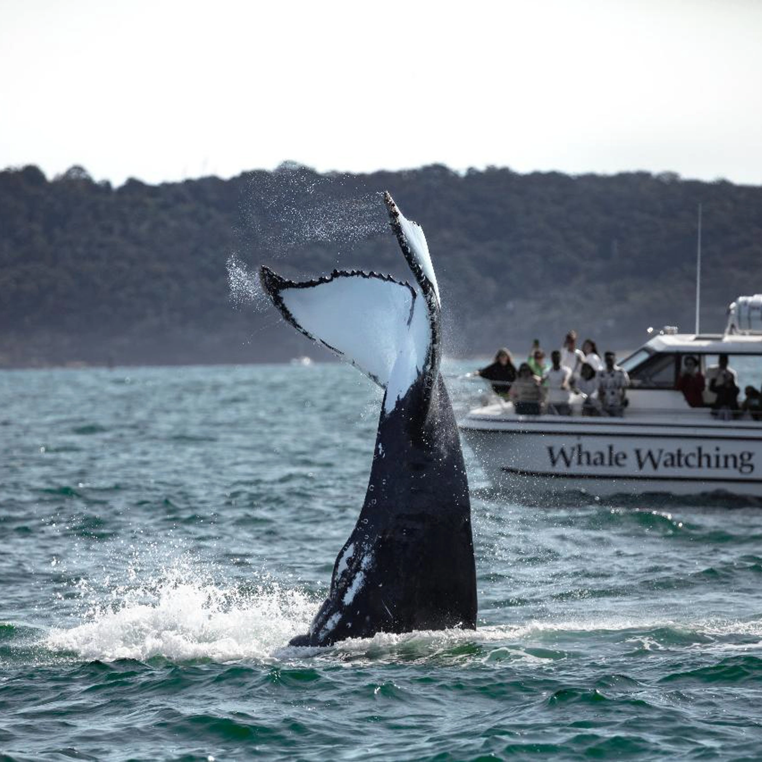Private Intimate Whale Watching (Weekday) 3