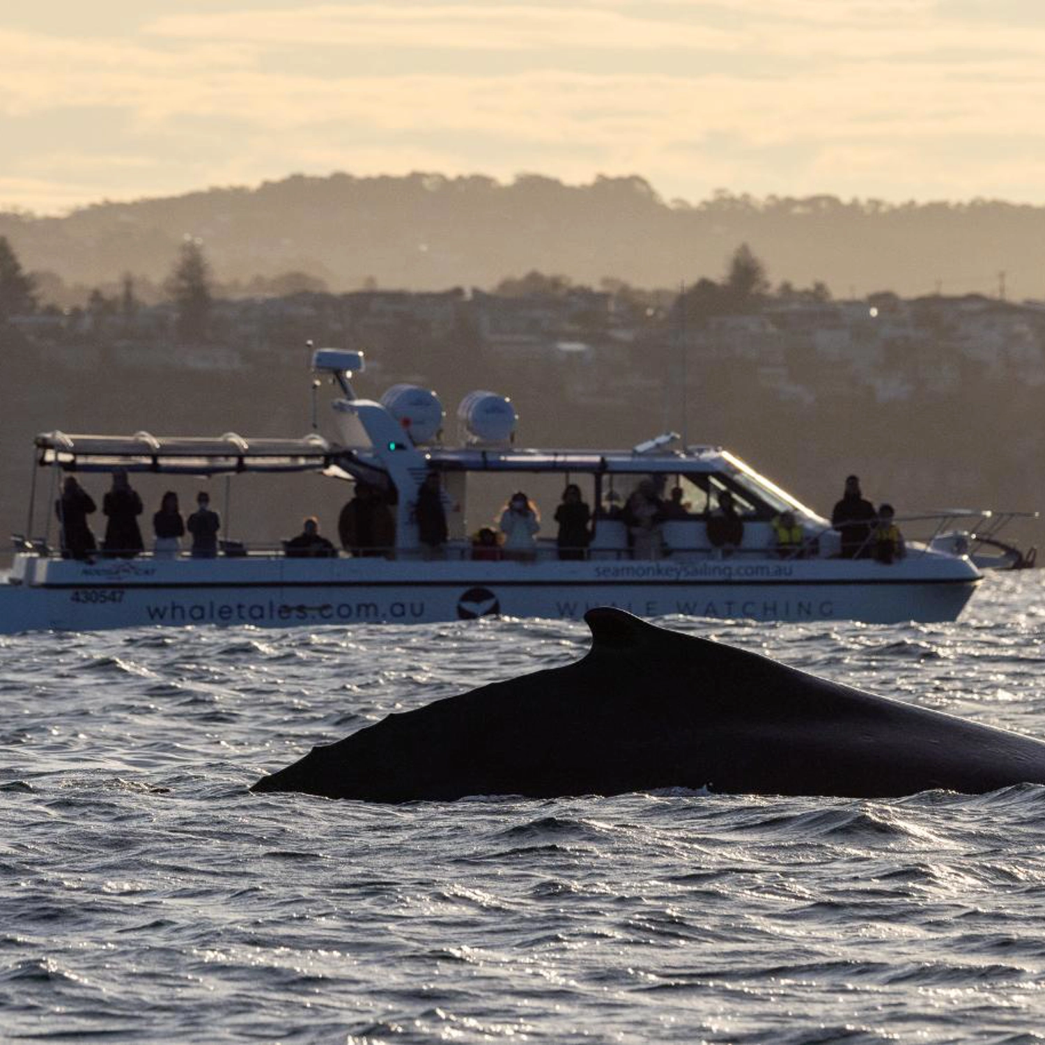 Private Intimate Whale Watching (Weekday) 4