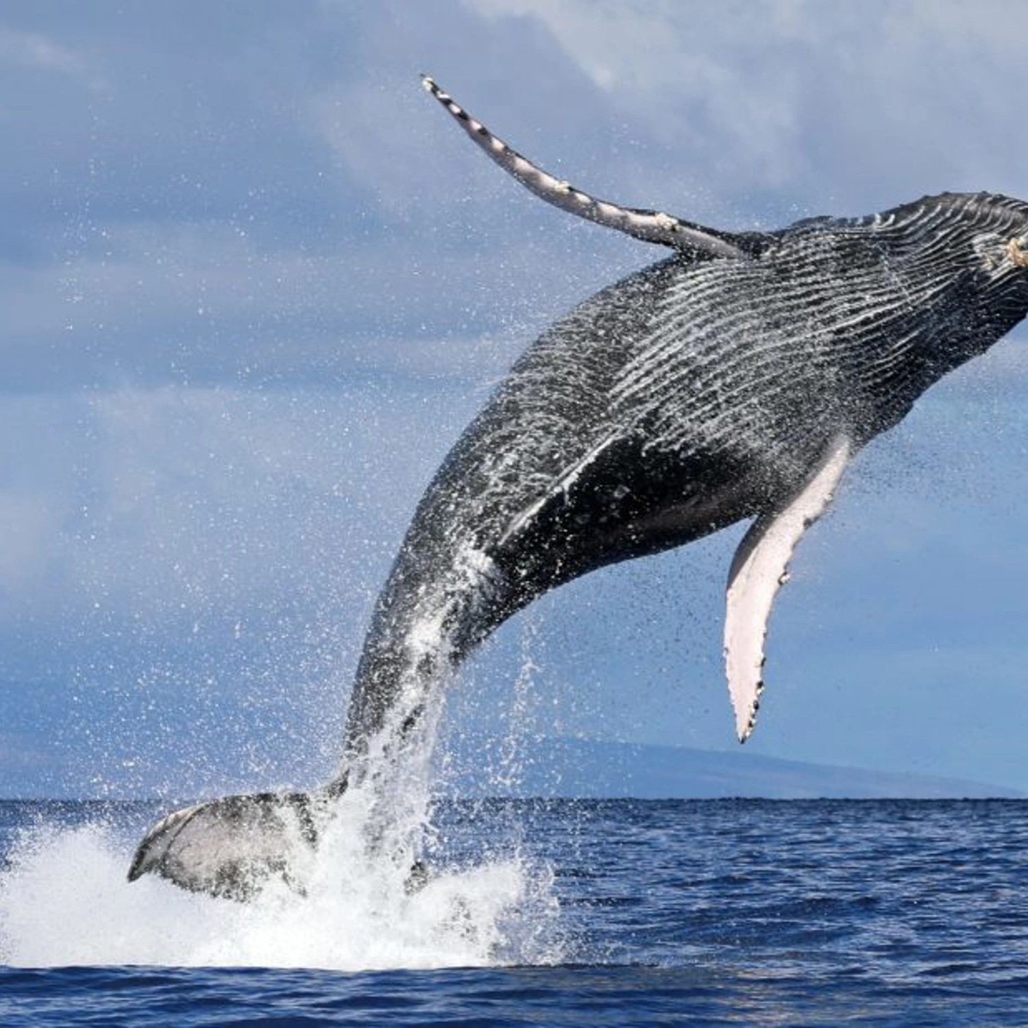 Private Intimate Whale Watching (Weekday)