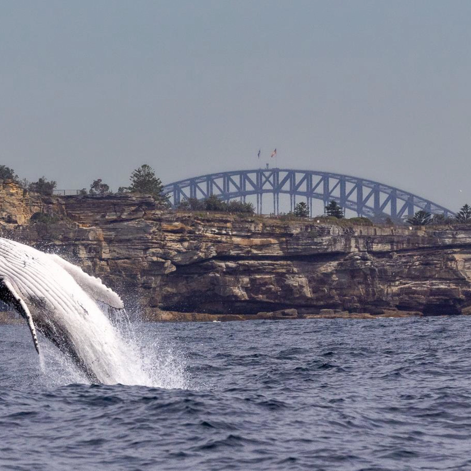 Private Intimate Whale Watching (Weekend / Public Holiday) 3