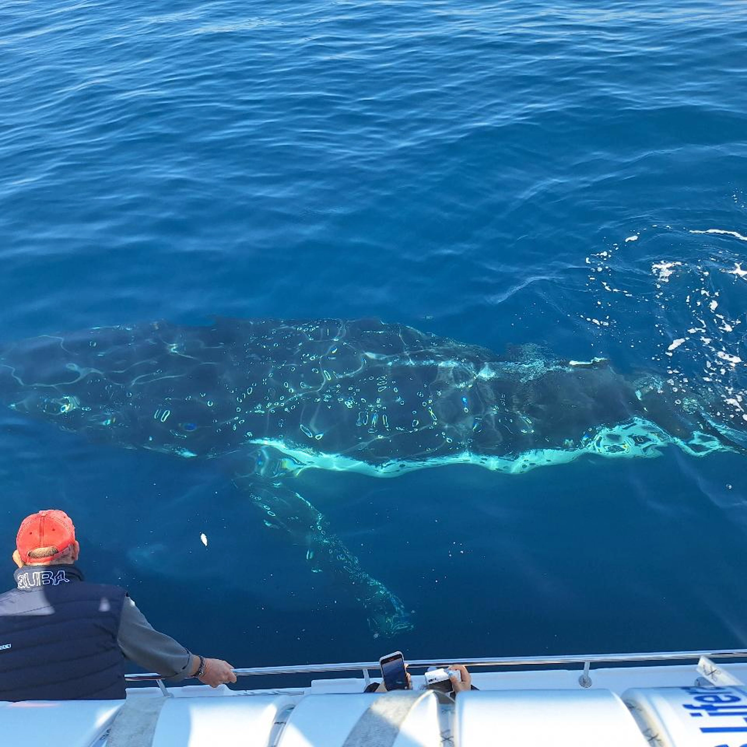 Private Intimate Whale Watching (Weekend / Public Holiday) 2